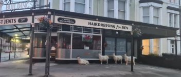 Hair cut.jpg