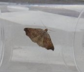 Oak Hook-tip.JPG