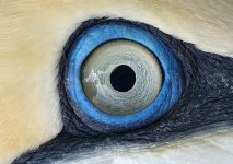 Gannet eye.jpg