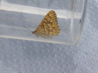 Latticed Heath.JPG