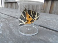 Jersey Tiger.JPG