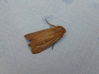 Bulrush Wainscot.JPG