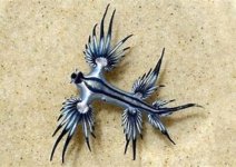 Blue Dragon Mollusc.jpg