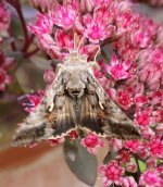 Moth2.jpg