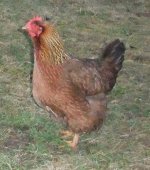 Single hen.jpg
