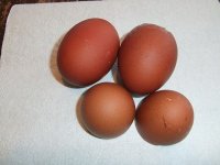 Eggs.jpg