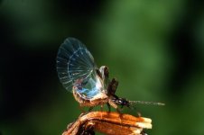 Earwig photo by  Chris Timmins.jpg