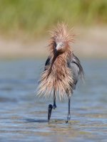 Gail-Bisson_covid-hair_.jpg