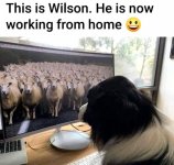 Collie.jpg