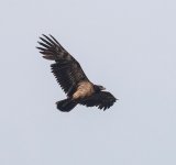 Bearded Vulture.jpg