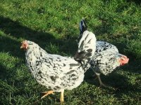 Leghorns.jpg