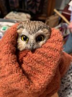 Saw-whet Owl.jpg