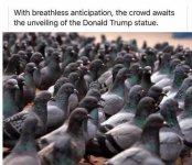 Pigeons.jpg