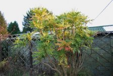 Mahonia1.jpeg
