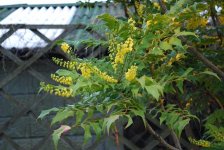 Mahonia2.jpeg