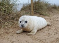 seal.jpg