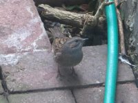 IMG_5306-1.jpeg