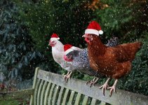 hens in hats.jpg