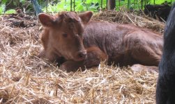 Dexter Calf 1hr old.JPG