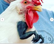TRex chicken feet_WHY.jpg