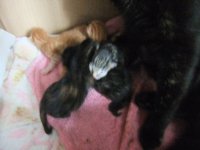 Kittens 2.jpg