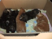 Kittens 7 four weeks old.jpg