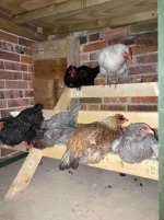 New coop roosting (2).jpg