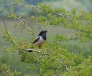 Rosy Starling - Copy.JPG