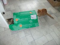 Mummy's got us a new box.jpg