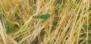 8 Great Green Bush Cricket.jpg