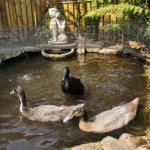 3 Little Ducks.3.jpg
