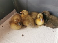 4 little ducklings.jpg