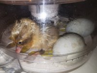 Duckling #4.jpg