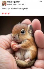 Squirrel.jpg