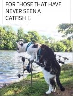 catfish.jpg