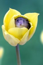 mouse.jpg
