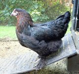 French copper black Marans_Sooty_side view_7_10_24.JPG