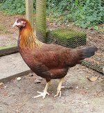 Partridge Leghorn hybrid_Eleanor.jpg