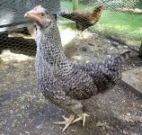 Speckledy hybrid Sweep full body_7_10_24.JPG