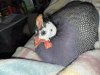 IMG_1616.jpeg
