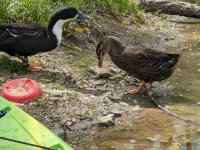 DuckBothLakeseside.jpg