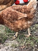 IMG_6481.jpeg