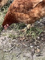 IMG_6479.jpeg