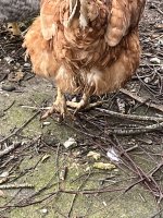 IMG_6475.jpeg