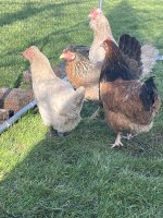 IMG_6502.jpeg