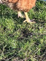 IMG_6517.jpeg