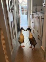 IMG_1514.jpeg