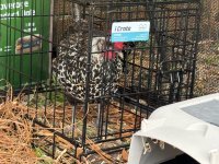 IMG_1149.jpeg