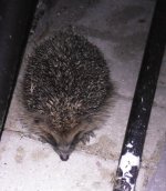 hedgehog.jpg