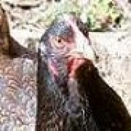 barnevelders.net